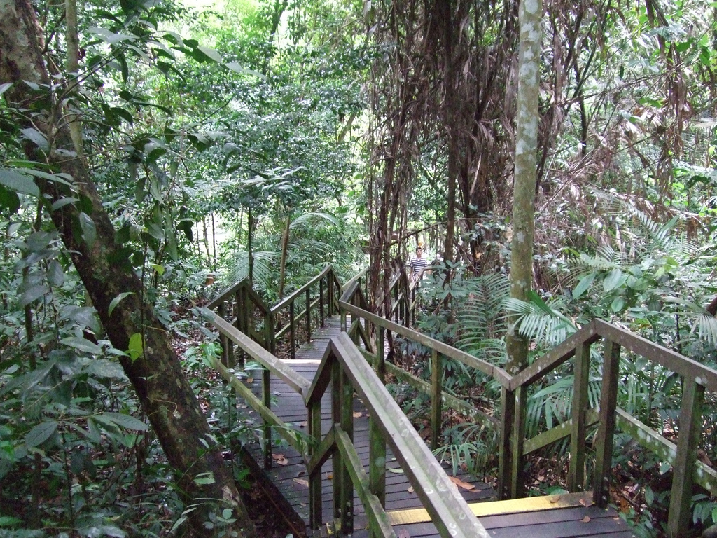 Images of Macritchie Nature Trail
